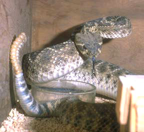 [Diamondback Rattlesnake]