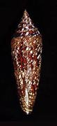 [Glory-of-Bengal Cone]
