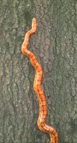 [Corn Snake]