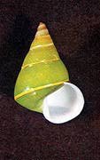 [Green Tree Snail]